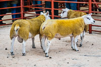 Longtown Ram Fair-40